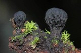 Plectania rhytidia image