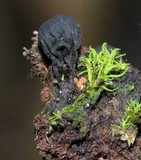 Plectania rhytidia image