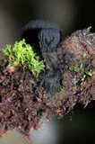Plectania rhytidia image