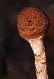 Lepiota castanea image