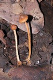 Lepiota castanea image