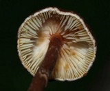 Lepiota castanea image