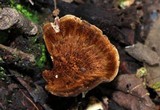 Coltricia montagnei image