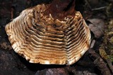 Coltricia montagnei image