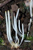 Clavaria acuta image