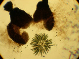Neurospora crassa image