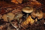 Inocybe corydalina image