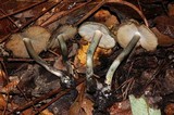 Inocybe corydalina image