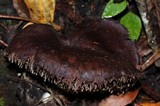 Sarcodon calvatus image
