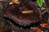 Sarcodon calvatus image