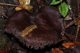 Sarcodon calvatus image