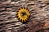 Sarcodon calvatus image