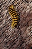 Sarcodon calvatus image