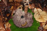 Sarcodon calvatus image