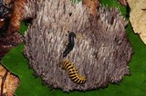 Sarcodon calvatus image