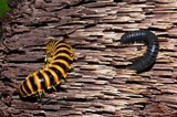 Sarcodon calvatus image