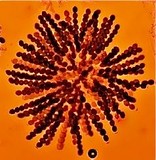 Neurospora crassa image