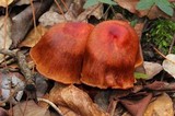 Cortinarius harrisonii image