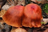 Cortinarius harrisonii image