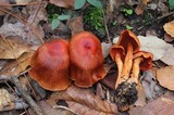 Cortinarius harrisonii image