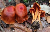 Cortinarius harrisonii image