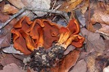 Cortinarius harrisonii image