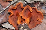 Cortinarius harrisonii image