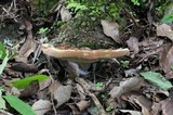 Ischnoderma benzoinum image