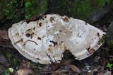 Ischnoderma benzoinum image