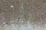 Ischnoderma benzoinum image
