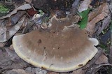 Ischnoderma benzoinum image
