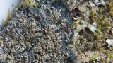 Pannaria rubiginosa image
