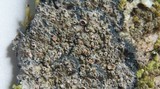 Pannaria rubiginosa image