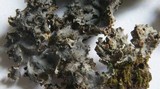 Leptogium cyanescens image