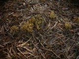 Ramaria abietina image