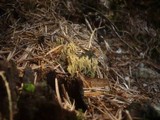 Ramaria abietina image