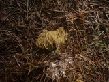 Ramaria abietina image