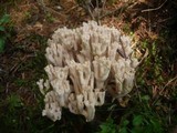 Ramaria pallidosaponaria image