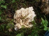 Ramaria pallidosaponaria image