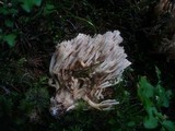 Ramaria pallidosaponaria image