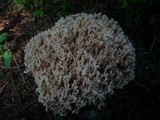 Ramaria pallidosaponaria image