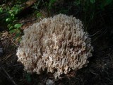 Ramaria pallidosaponaria image