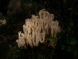 Ramaria pallidosaponaria image