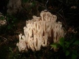 Ramaria pallidosaponaria image