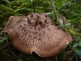 Sarcodon imbricatus image