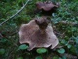 Sarcodon imbricatus image