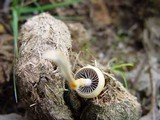 Protostropharia semiglobata image