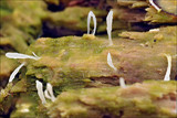 Multiclavula mucida image