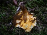Suillus variegatus image