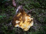 Suillus variegatus image